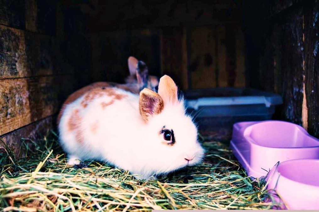 Fotografía de adopción de animales exóticos: dos conejos en una caseta esperan ser rescatados