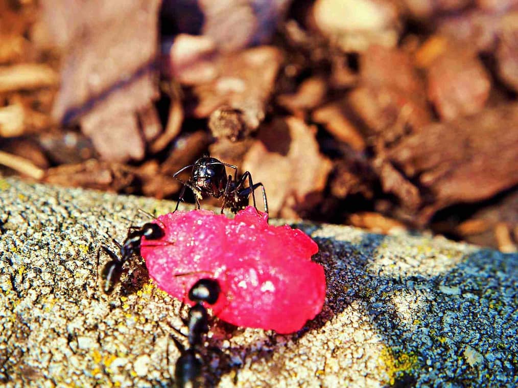 Un ejemplo de la dieta de las hormigas