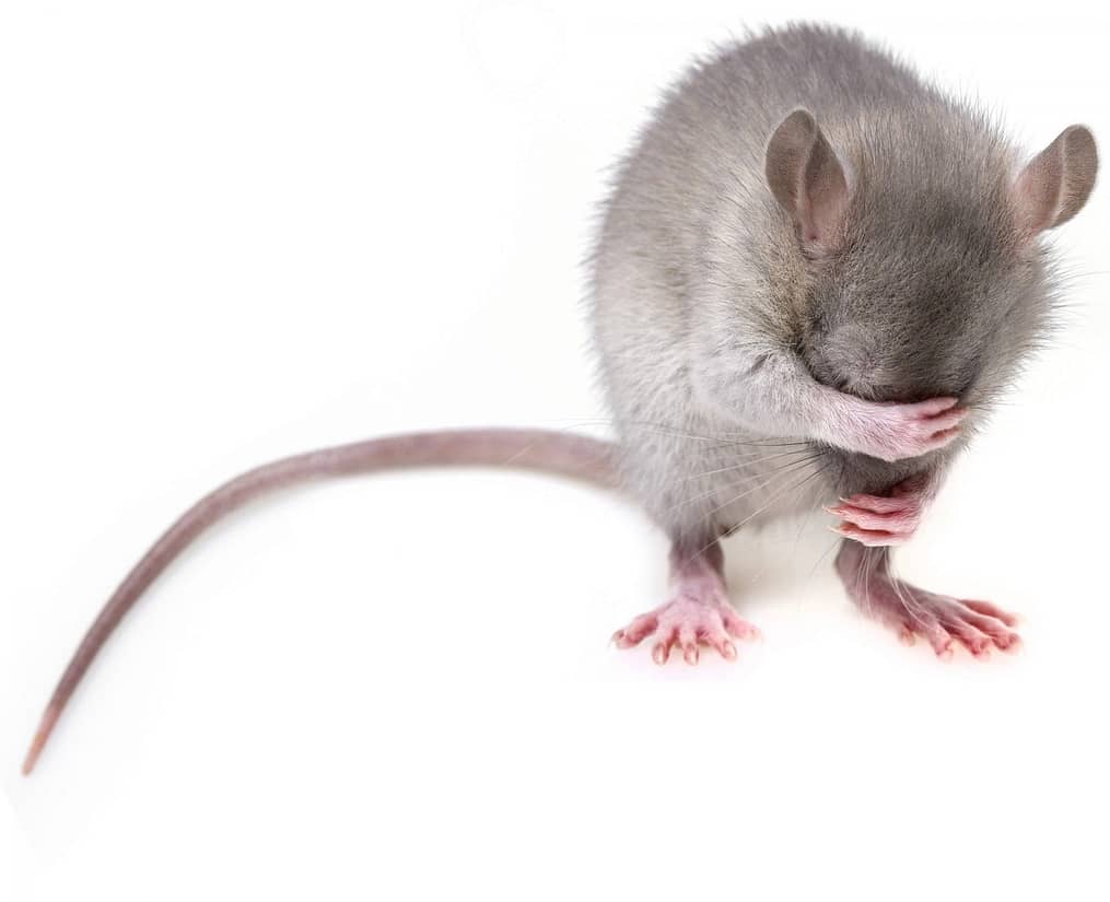 Curiosidades sobre animales exóticos: ¿la rata que llora lágrimas de sangre?