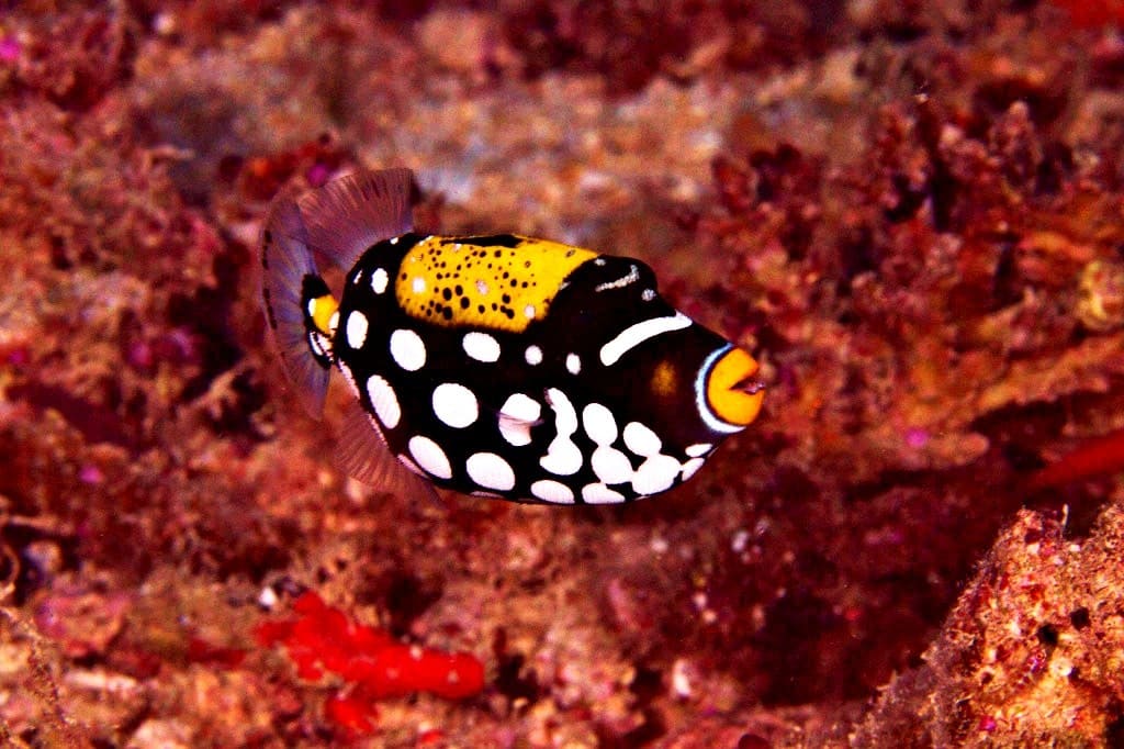 Eco pez exotico ballesta payaso - Balistoides conspicillum