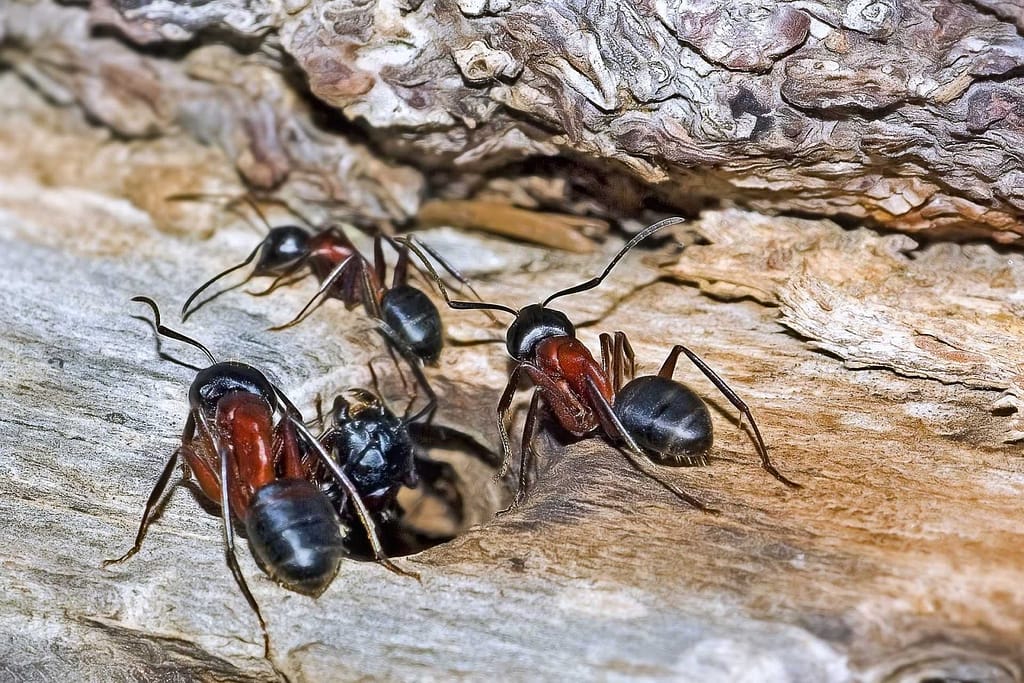 Hormigas Camponotus Ligniperda