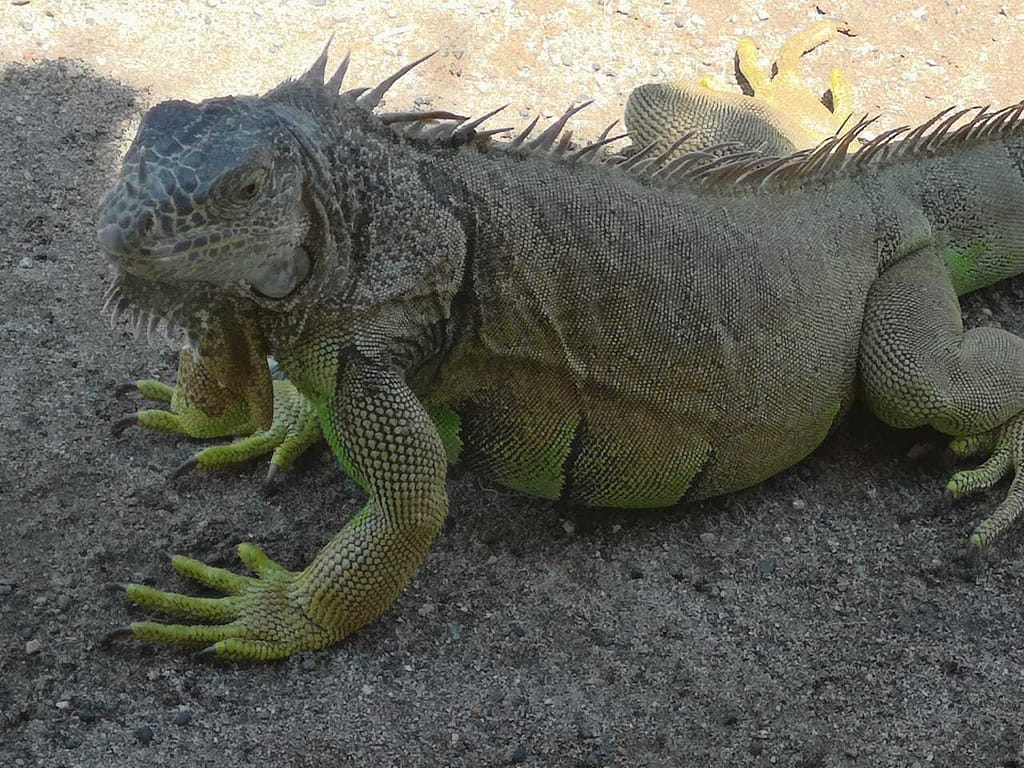 Iguana verde relajada en el arena