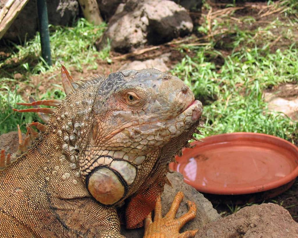 Iguana bebiendo agua