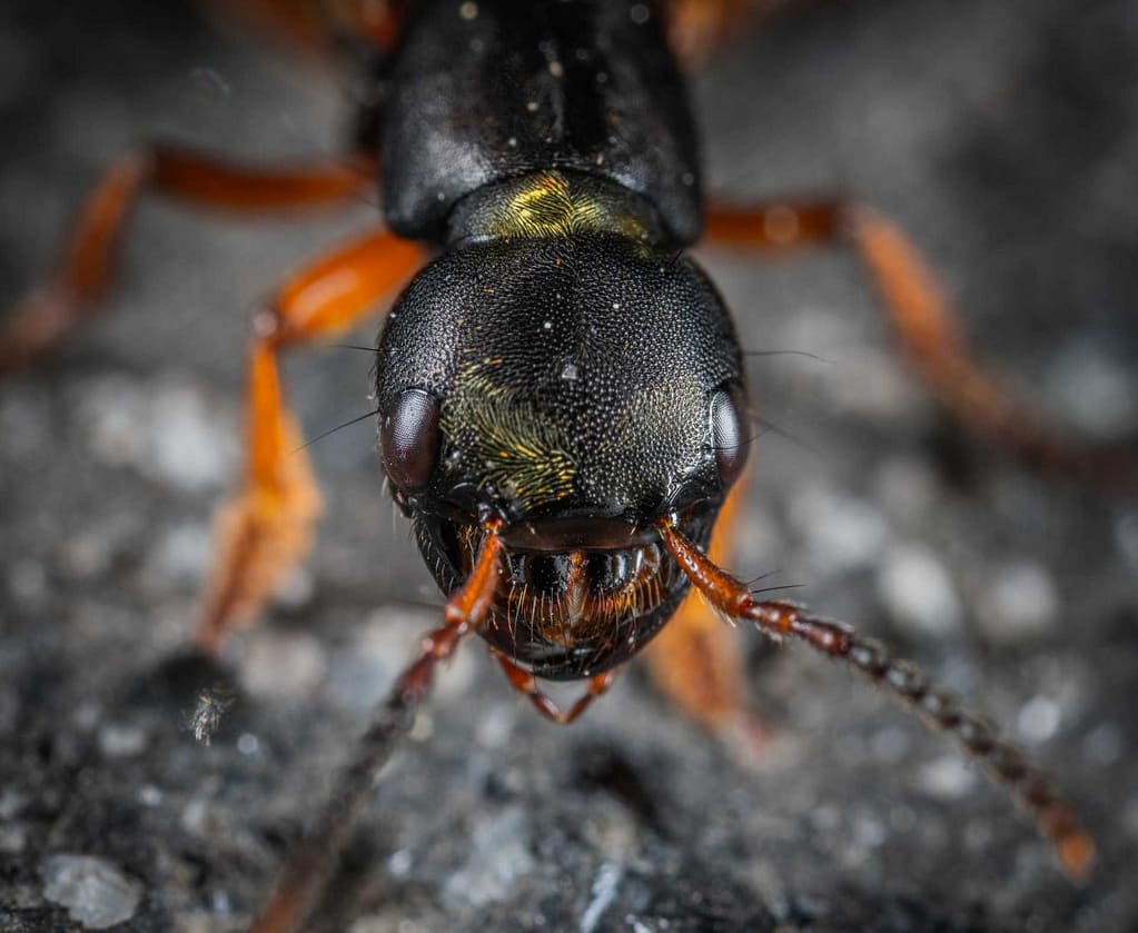 Hormiga de color negro