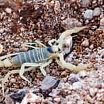 eco escorpión exotico Amarillo del Desierto; escorpión de Arizona peludo (Hadrurus arizonensis)