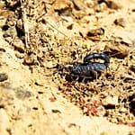 Eco Escorpión exótico enano de cola gruesa (Orthochirus innesi)