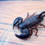 Escorpion excavador de cola corta (Opisthacanthus rugiceps)