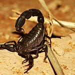 eco escorpión exotico arábigo de cola gorda (Androctonus crassicauda)