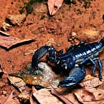 eco escorpión exotico del bosque asiático (Heterometrus longimanus)