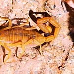 Eco escorpión o alacrán exótico de corteza de Baja California (Centruroides exilicauda)
