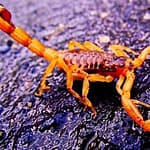 Eco exotico escorpión amarillo (Tityus serrulatus)