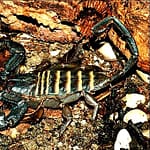 Eco escorpión exótico plano de Tanzania (Hadogenes paucidens)