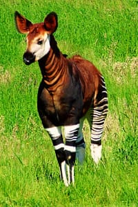 Mamífero exótico Okapi (Okapia johnstoni)