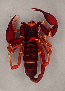 Uno de los animales más salvajes de África es el escorpión Heteroscorpion goodmani