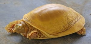 Exótica Tortuga dorada (Lissemys punctata andersoni)