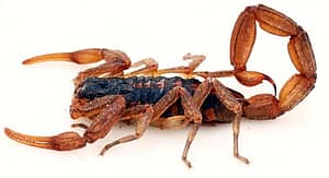 eco escorpión rayado de la corteza de Arizona (Centruroides vittatus)