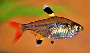 Eco pez exotico Pristella maxillaris