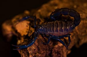 Eco escorpión exotico arábigo de cola gorda (Androctunus crassicauda)