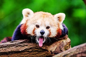 Exótico Panda Rojo (Ailurus fulgens)