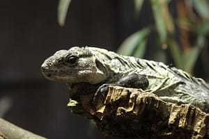 Iguana Chuckwalla