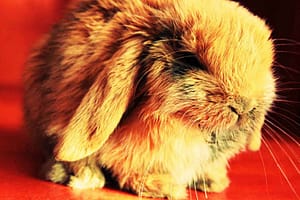 Uno de los animales más exóticos de América es el conejo Fuzzy Lop