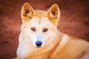 Exótico Perro salvaje Dingo (Canis lupus dingo)