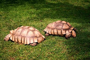 Uno de los animales más exóticos de África es la tortuga Centrochelys sulcata