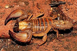 eco Escorpión excavador (Opistophthalmus Glabrifrons)