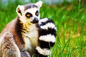 Exótico lémur de cola anillada (Lemur catta)