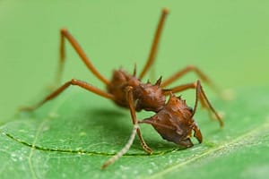 Hormiga cortadora de hojas