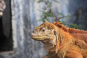 Iguana de terrestre de Galápagos