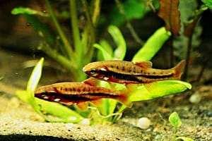Eco pez exotico Piscardo - Phoxinus phoxinus