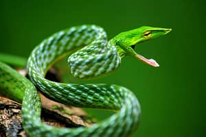 Exótica serpiente de vid común (Ahaetulla nasuta)