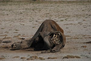 Tráfico ilegal de animales exóticos: elefante muerto