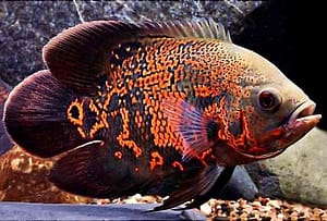 Eco pez exotico Oscar Tigre - Astronotus ocellatus