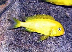 Uno de los animales más exóticos de África es el pez amarillo cíclido del lago Tanganika