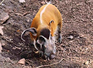 Uno de los animales más salvajes de África es el cerdo del Río Rojo