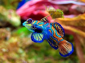 Eco pez exotico mandarín - Synchiropus splendidus