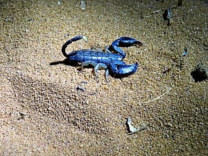 Eco escorpión exótico excavador malgache (opisthacanthus madagascariensis)