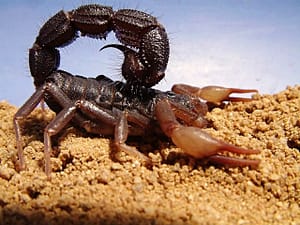 Eco escorpión exotico sudafricano de cola gruesa (Parabuthus Transvaalicus)