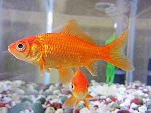 Peces goldfish compatibles con peces exóticos barbo de sumatra