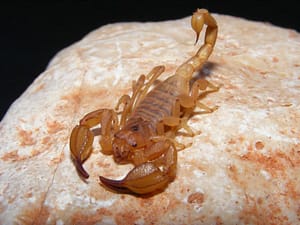 Urodacidae