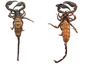 Heteroscorpion