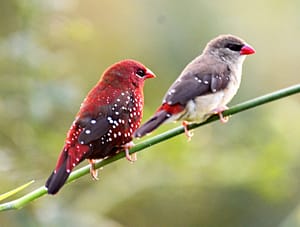 Pájaro exótico Bengalí rojo (Amandava amandava)