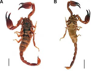 Escorpión Hemiscorpius maindroni