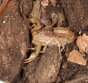 Escorpión Vaejovis sculpturatus