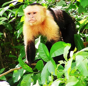 Exótico Mono Capuchino (Cebus capucinus)