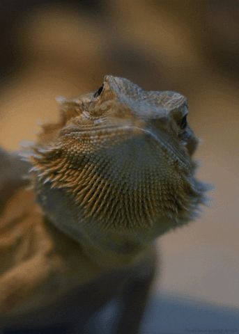 Animales exóticos para niños: dragón barbudo