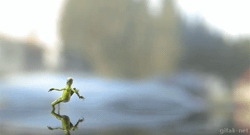 lagartija corriendo por el agua