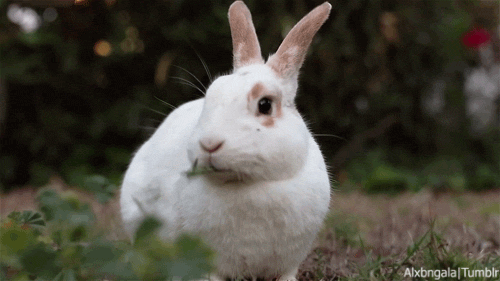 El conejo un animal exótico de mascota para niños